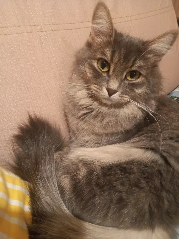 КОШКА БОНЯ
