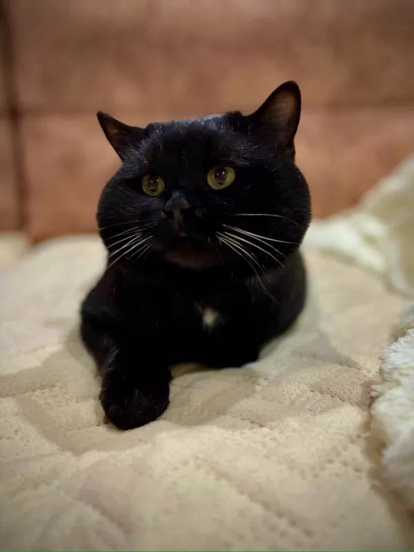 КОТ ФЕЛИКС