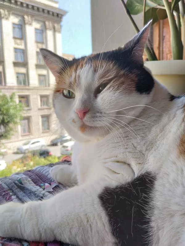 КОШКА СЧАСТЬЕ