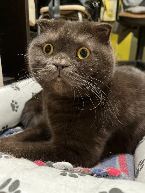 КОТ МАММОН