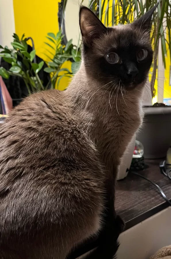 КОШКА ГАВ
