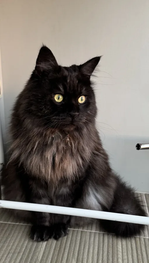 КОТ МАРКИЗ