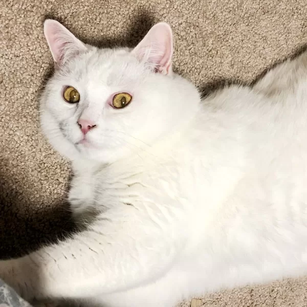 КОТ МЫШКА