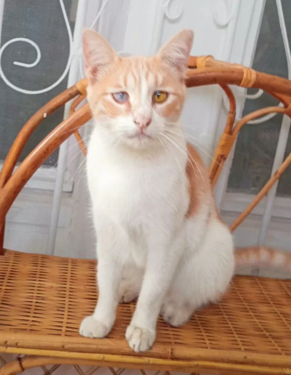 КОТ ПЕРСИК