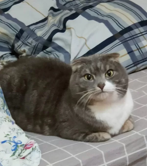 КОТ СЕМЁН